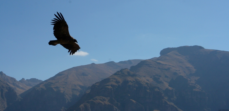 Condor in Peru