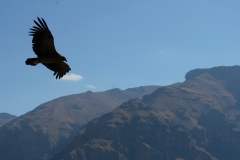 Condor in Peru